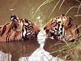 A pair of tigers in a river